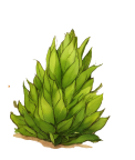 bush